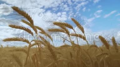 田野麦子对抗蓝天.. 小麦穗粒摇风.. 夏收粮食成熟
